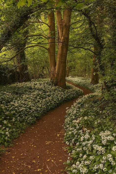 Taman Air, Driveway Landscaping, Image Nature, Forest Path, Walk In The Woods, Alam Yang Indah, Nature Aesthetic, Pretty Places, Fantasy Landscape