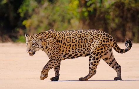 Jaguar Spots, Leopard Pictures, Wildlife Photography Tips, Jaguar Tattoo, Maned Wolf, Jungle Life, National Animal, Most Beautiful Animals, Leopards