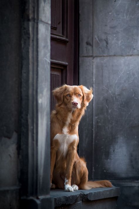 Nova Scotia Duck Tolling Retriever, Best Dog Photos, Dog Photograph, Dog Allergies, Disney Films, Dog Photography, Cat Care, Training Your Dog, Dog Portraits