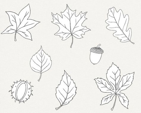 Oak Leaf Line Drawing, Fall Leaves Drawing, Line Art Simple, Insect Clipart, Leaves Clipart, Leaf Outline, Autumn Svg, Leaf Clipart, Line Art Vector