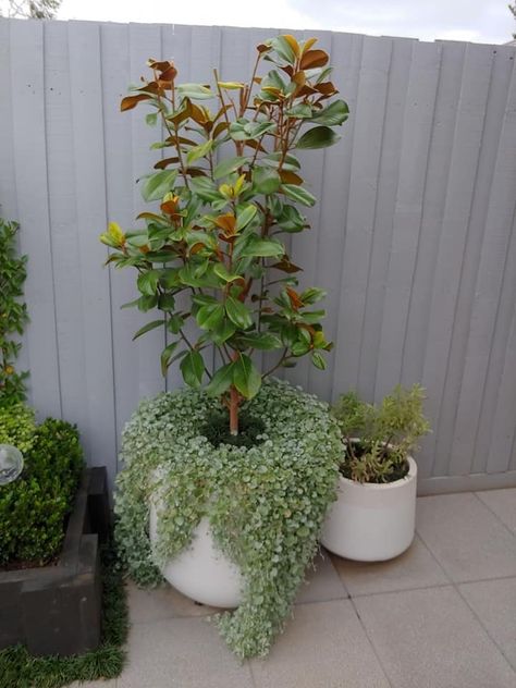 Potted teddy bear magnolia with silver falls Magnolia Trees In Pots, Magnolia Tree Potted, Magnolia Tree In Pot, Teddy Bear Magnolia Tree Landscaping, Magnolia In Pot, Potted Magnolia, Entrance Planters, Potted Trees Patio, Magnolia Tree Landscaping