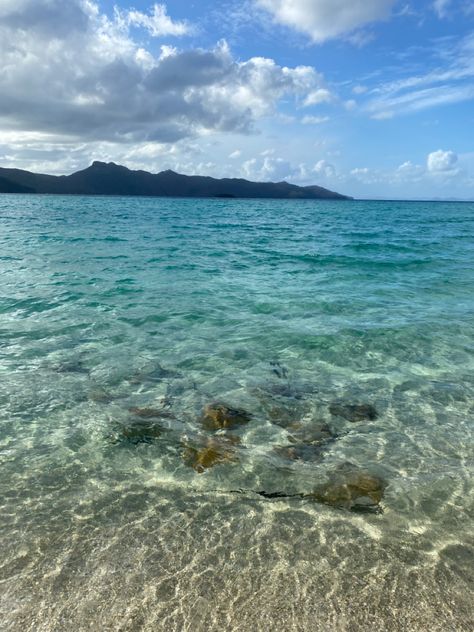 Hayman Island, Sting Rays, The Sting, Clear Water, Holidays, Water, Travel, Pins