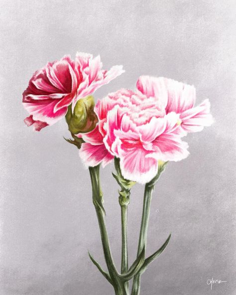 I’m so excited to officially begin revealing my BIRTH FLOWER COLLECTION! Over the past few months I’ve painted 19 individual still life paintings of iconic flowers - each designated to specific months for many generations, similar to birthstones. Some months even have two flowers due to varying climates based on regions. For two weeks I will be sharing each painting as well as some information about the flower’s symbolism and associated qualities. JANUARY - The Carnation (Primary Flower... Snowdrop Craft, Snowdrop Painting, Carnation And Snowdrop, January Birth Flowers, Life Flower, Painting Collection, Holiday Messages, Flower Collection, Digital Paintings