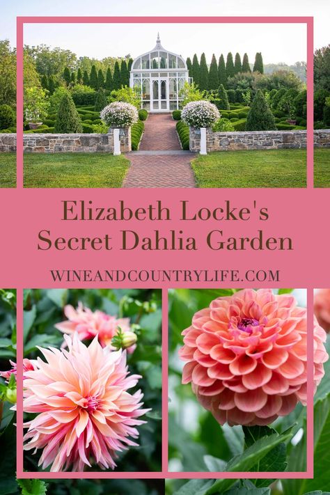 Dalia Garden Ideas, Roses And Dahlias Garden, Dahlia Flower Beds Gardens, Dahlia Garden Ideas Design, Dahlia Landscaping Ideas, Landscaping With Dahlias, Dahlia Flower Bed Ideas, Dahlia Bed Design, Dahlia Flower Garden Landscapes