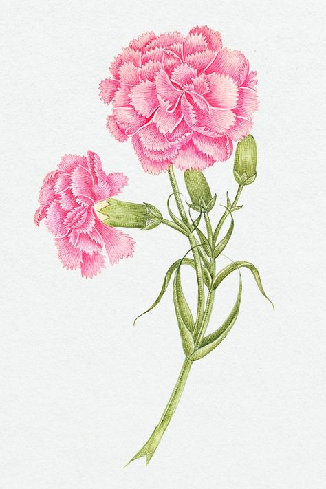 Vintage pink carnations psd illustration, remixed from the 18th-century artworks from the Smithsonian archive. | premium image by rawpixel.com / Donlaya Carnations Illustration, Carnation Illustration, Watercolor Carnation, Carnation Drawing, Wrist Tatoo, Green Carnation, Scientific Drawing, Illustration Botanical, Illustration Nature