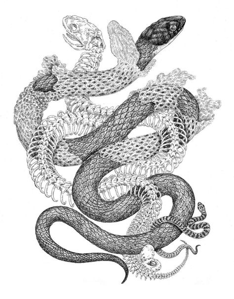 Snake Illustration, Snake Shedding, Snake Drawing, Snake Tattoo Design, Snake Art, Scientific Illustration, Snake Tattoo, Art Japonais, A Snake