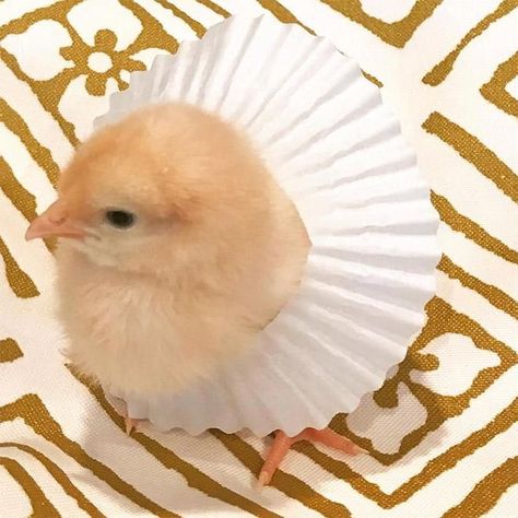 Chicken Pictures, The Sweetest Thing, Animal Icon, Sweetest Thing, Unusual Animals, Hens And Chicks, Pet Chickens, Cupcake Liners, Cat Memes