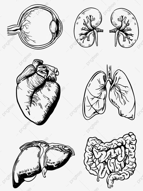 Human Organ Diagram, Body Organs Diagram, Line Drawing Pattern, Ear Structure, Human Body Structure, Anatomy Organs, Wing Drawing, Drawing Man, Medical Drawings