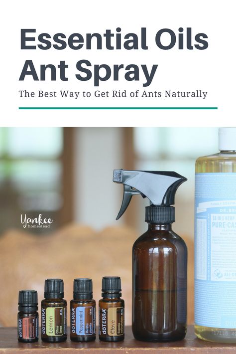 The ingredients of this natural ant spray include essential oils known for repelling a variety of insects and even rodents. In fact, we’ve also had trouble with mice at our new house and this spray seems equally effective at keeping them away. #essentialoils #essentialoilrecipes #essentialoilsforbugs #diy #naturalbugspray #naturalpesticide Diy Ant Spray, Essential Oils Ants, Ant Spray, Lush Store, Natural Bug Spray, Rid Of Ants, Get Rid Of Ants, Natural Things, Essential Oils For Kids