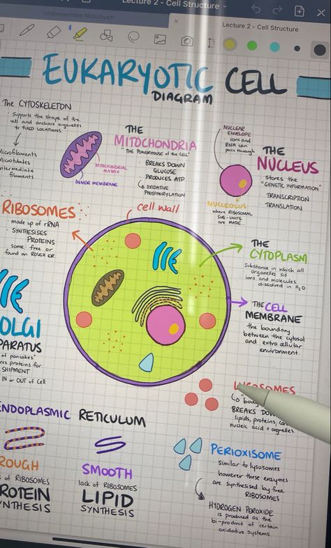 Good Notes 5, Cell Biology Notes, 9 Aesthetic, Biology Diagrams, Cell Diagram, Cells Project, Notes Life, Cell Organelles, Life Notes