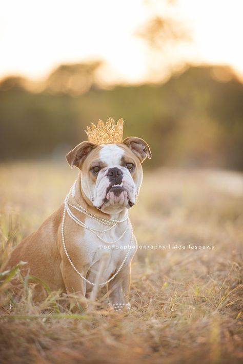 Puppy Reveal, Dog Birthday Photoshoot, Dog Birthday Pictures, Bulldog Cake, Puppy Photography, Dog Calendar, Dog Photoshoot, Puppy Birthday, Dog Birthday Party