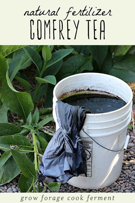 Learn how to make comfrey tea for use as a homemade natural fertilizer in your garden. It's easy to make and provides nutrients for your plants! #fertilizer #gardening Comfrey Tea, Organic Pesticide, Compost Tea, Natural Fertilizer, Organic Vegetable Garden, Garden Compost, Organic Gardening Tips, Garden Pests, Organic Fertilizer