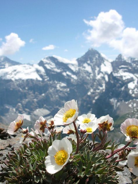 The Schilthorn, Switzerland - http://www.afar.com/places/schilthorn-lauterbrunnen-2?context=wanderlist&context_id=25838 Schilthorn Switzerland, Switzerland Flowers, Vintage Adventure, Mountain Flowers, Alpine Flowers, Mountains Colorado, Mountain Landscape Photography, Alpine Garden, Landscape Vintage