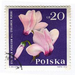 Poland Postage Stamp: Cyclamen | c. 1964 part of the Garden … | Flickr Stamp Aesthetic, Niche Png, Polish Flowers, Postage Stamp Design, Scrapbook Printing, Postage Stamp Art, Vintage Postage Stamps, Stamp Collection, Vintage Postage