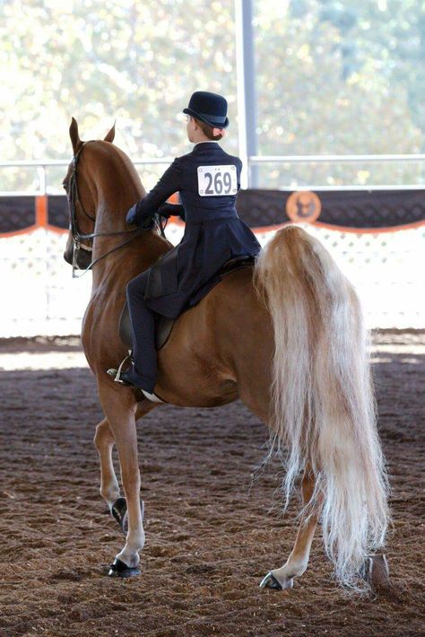 Saddleseat Equitation, Unique Horses, Horse Colors, Ab Fab, American Saddlebred, Saddle Seat, Animal Photos, Horse Coloring, Pretty Horses