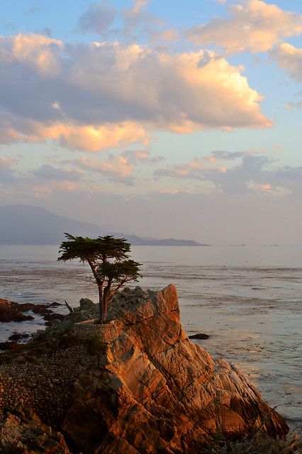 17 Mile Drive California, Candy Magazine, Pebble Beach California, Lone Cypress, Pacific Grove California, 17 Mile Drive, Monterey Cypress, Famous Golf Courses, Beach Art Painting