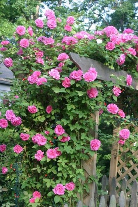 Combines the beauty and hardiness of heirloom roses with the season-long bloom of modern hybrid roses. Climbing Roses Fence, Roses Types, Thornless Climbing Roses, Roses Trellis, New Dawn Climbing Rose, Climbing Roses Trellis, White Climbing Roses, Rose Climbing, Roses Climbing