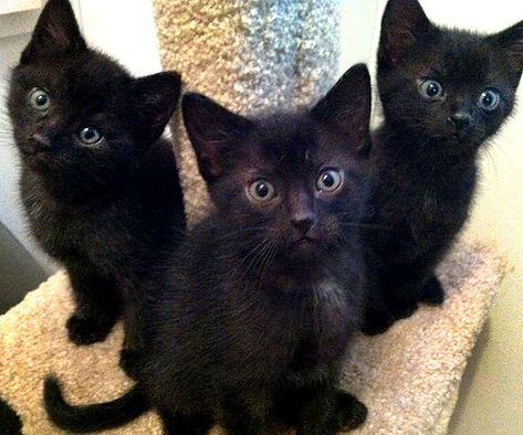 Three Little Kittens 3 Black Cats, Three Black Cats, Three Kittens, Black Kittens, Black Kitties, Cross Eyed, Three's Company, Cat Photos, Long Coats