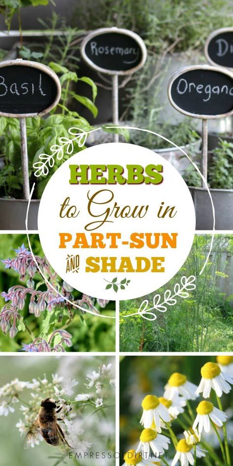 Herbs are naturally sun-lovers, doing best in full-sun growing conditions, but, there are some you can grow in part-shade. Herbs To Grow, Herb Containers, Types Of Herbs, Vertical Herb Garden, Herbs Indoors, Container Gardening Vegetables, Growing Herbs, Veggie Garden, Gardening For Beginners