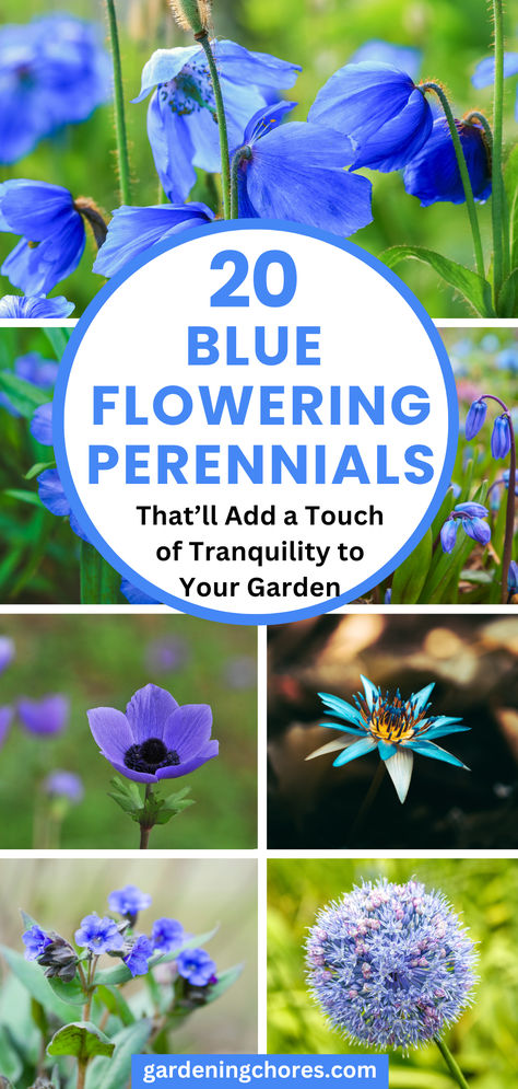 20 Mesmerizing Blue Flowering Perennials for a Serene and Relaxing Garden Electric Blue Penstemon, Blue Flowers Plants, Blue Perrenial Plants, Blue Phlox Flower, Blue Perennial Flowers, Blue Flowering Plants, Blue Veronica, Blue Salvia, Purple Perennials