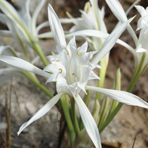 Sea Daffodil, Compost Bucket, Plants Under Trees, Cocos Island, Lilac Tree, Daffodil Flower, Pea Pods, Grow Bags, Remote Island