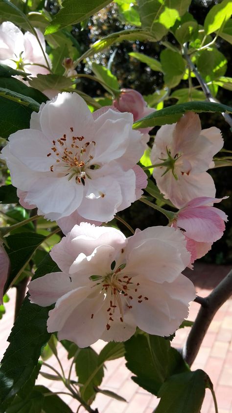 Crab Apple blossom. October 2016. Photo credit Kerry Hann. Apple Blossom Tattoos, Crab Apple Blossom, Flower Crab, Apple Tree Flowers, Surreal Flowers, Apple Tree Blossoms, Apple Flowers, Bunny Tattoos, Crabapple Tree