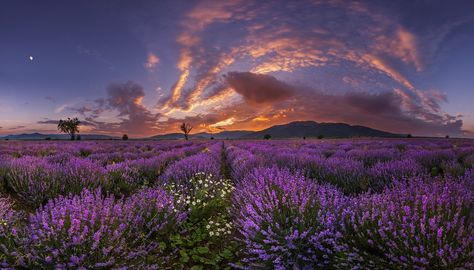 Lavender sea Stara Planina, How To Propagate Lavender, Panorama Photography, Scenic Pictures, Lavender Aesthetic, Lavender Plant, Wallpaper Laptop, Beautiful Flowers Wallpapers, Sunset Wallpaper