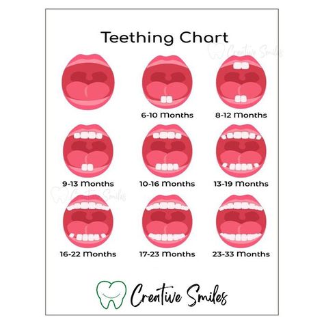 Signs Of Teething, Teeth Eruption, Dental Pictures, Kids Teeth, First Tooth, The Age, Full Set, 6 Months, Knowing You