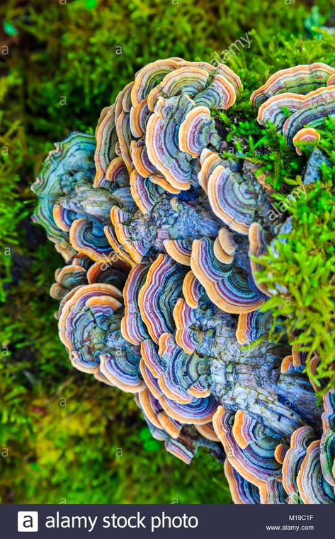 Turkey tail mushroom (Trametes versicolor). Stock Photo Turkey Tail Mushroom Art, Tropical Mushrooms, Mushroom Photos, Turkey Mushroom, Mushroom Photo, Fall Mushrooms, Turkey Tail Mushrooms, Mushroom Costume, Colorful Mushrooms