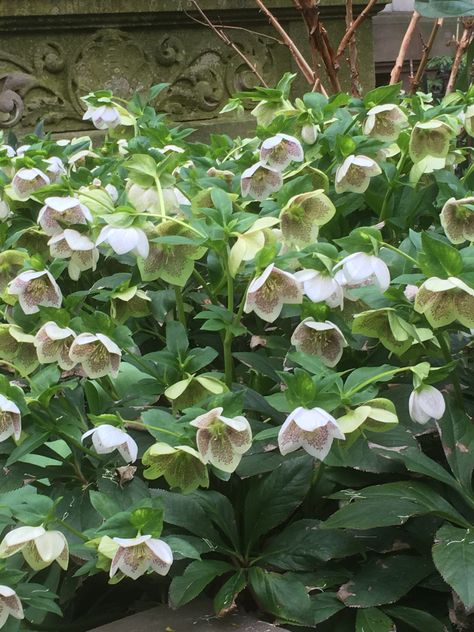 Hellebores In Landscape, Hellebore Orientalis, Hellebore Flowers, Birch Bed, Helleborus Orientalis, Hellebore Flower, Garden Flowers Perennials, Shade Shrubs, Shade Garden Plants