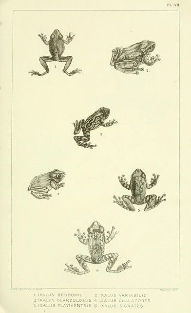 n70_w1150 | Catalogue of the Batrachia Salientia and Apoda (… | Flickr Frog Illustration, Frog Crafts, Frog Tattoos, Frog Drawing, Frog Prince, Frog Art, Scientific Illustration, Frog And Toad, Sumi E