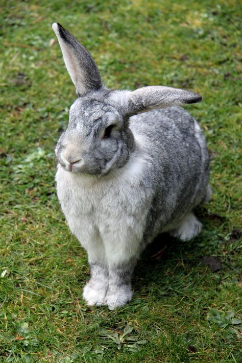 Freeze! There's a cat in the garden. Paco the Flemish Giant Chinchilla Giant Chinchilla Rabbit, Giant Flemish Rabbit, Flemish Rabbit, Giant Rabbits, Chinchilla Rabbit, Flemish Giant Rabbit, Little Bunny Foo Foo, Giant Rabbit, Giant Bunny