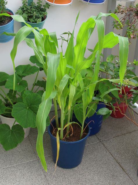 Container Grown Corn - Can You Grow Corn In Containers Planting Corn In Containers, Grow Corn In Containers, How To Plant Corn, Corn Garden, Grow Corn, Beds Ideas, Growing Corn, Garden Fruit, Growing Vegetables In Pots