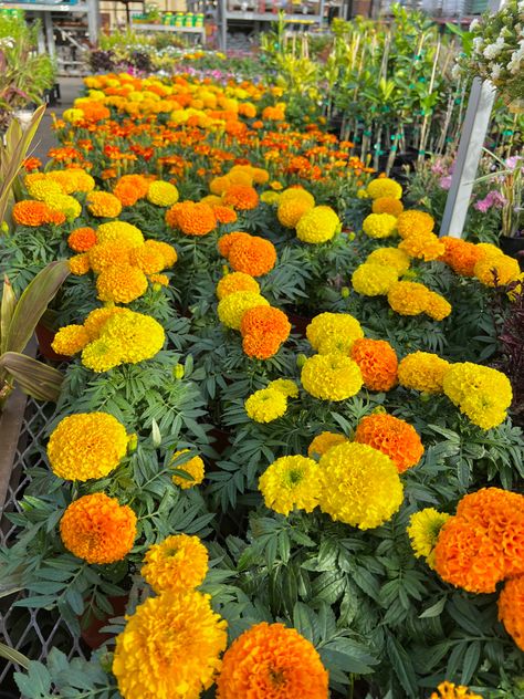 Mexican Marigold Flower, African Marigold Flowers, Father Nature, Marigold India, Flower Aesthetics, Fish Lamp, Simple Living Room Decor, Tropical Nature, Tropical Garden Design