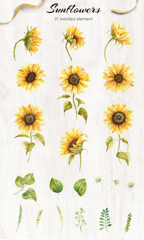 Sunflowers Watercolor Collection by Dervik Art Store on @creativemarket Hand Painted Sunflower, Sunflower Drawing Watercolor, Sunflower Art Drawing, Tattoo Designs Sunflower, Drawings Of Sunflowers, Sunflower Packaging, Yellow Flowers Bouquet, Sunflower Leaf, Sunflowers Watercolor