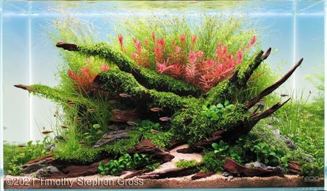 Island Style Aquascape, Red Aquascape, Island Aquascape, Nature Aquascape, Aqua Scape, Crab Island, Fish Aquarium Decorations, Fish Tank Terrarium, Aquascape Design