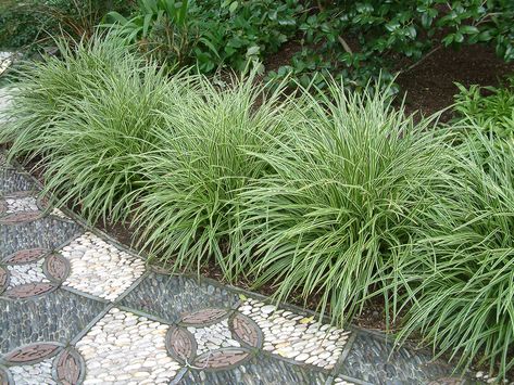 Carex morrowii 'Variegata' Carex Grass, Shade Grass, Townhouse Garden, Planting Plan, Grasses Landscaping, Grasses Garden, Diy Backyard Landscaping, Home Landscaping, Ornamental Grasses