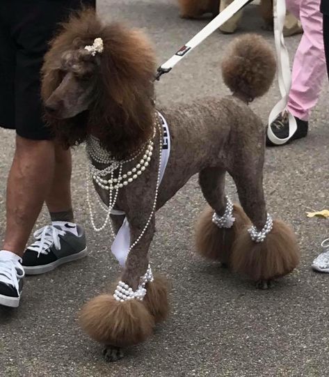 Poodle Sizes Chart, Standard Poodle Top Knot Styles, Puddle Haircut, Mini Poodle Haircut Styles, Toy Poodle Haircut Styles, Standard Poodle Haircut Styles, Poodle Accessories, Standard Poodle Cuts, Standard Poodle Grooming