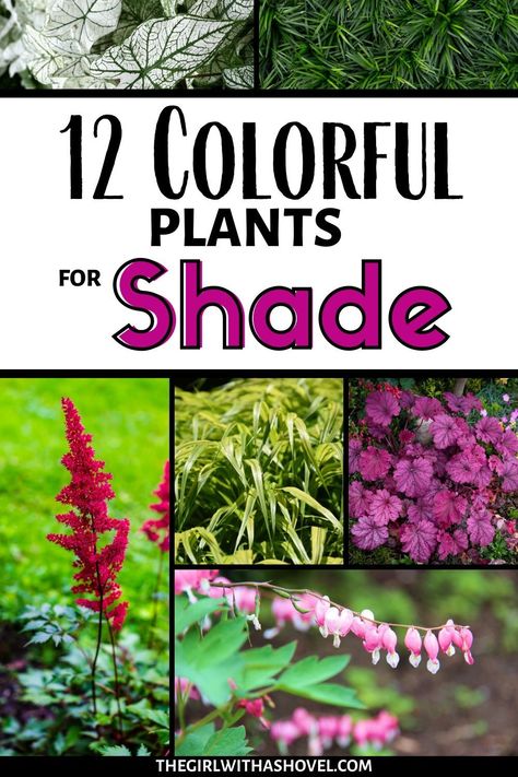 No Sun Plants Outdoor, Low Light Plants Outdoor, Part Shade Perennials, Plants That Like Shade, Part Shade Plants, Full Shade Plants, Best Plants For Shade, Plants For Shade, Shade Landscaping