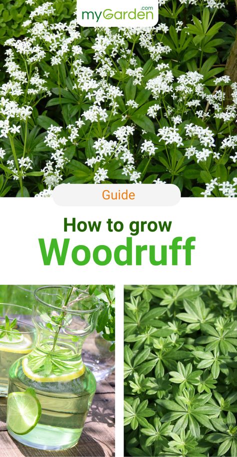 Herbal Diy, Sweet Woodruff, Folk Medicine, Herb Gardens, Forest Plants, Garden Park, Wild Plants, Natural Garden, Favorite Flowers