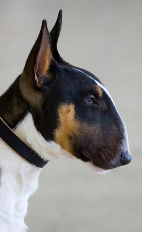 That bull terrier side profile. English Bull Terrier Puppy, Mini Bull Terriers, Miniature Bull Terrier, Tattoo Animal, Bull Terrier Puppy, Labrador Retriever Puppies, English Bull Terriers, Best Dog Breeds, Bull Terriers