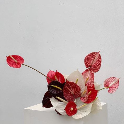 Anthurium Arrangement, Sogetsu Ikebana, Anthurium Flower, Flower Installation, Flower Therapy, Deco Floral, Wedding Arrangements, Arte Floral, Modern Floral