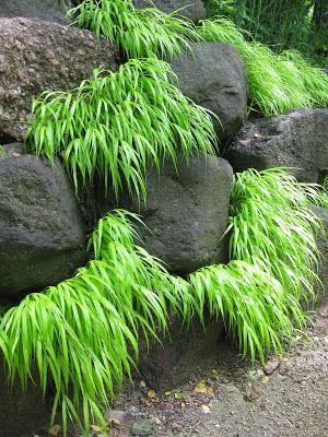 'All Gold' Hakone grass (Hakonechloa macra) Rotary Botanical Gardens - Hort Blog: Perennial Grasses For Impact Hakonechloa (japanese Forest Grass), Hakonechloa Macra All Gold, Japanese Grasses Garden Ideas, Japanese Grass Plant, Japanese Forest Grass Shade Plants, Japanese Planting, Stumpery Garden Ideas, Japanese Rock Garden Ideas, Rock Wall Landscape