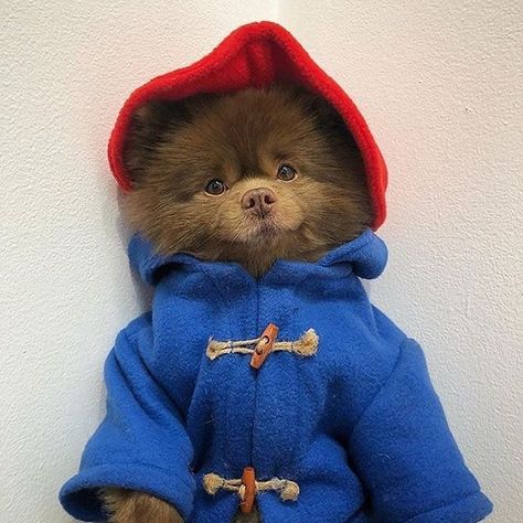 Paddington 2, Pom Dog, Cute Pomeranian, Teacup Puppies, Blue Merle, Pomeranian Dog, Pomeranian Puppy, Cute Animals Images, Cute Dogs And Puppies