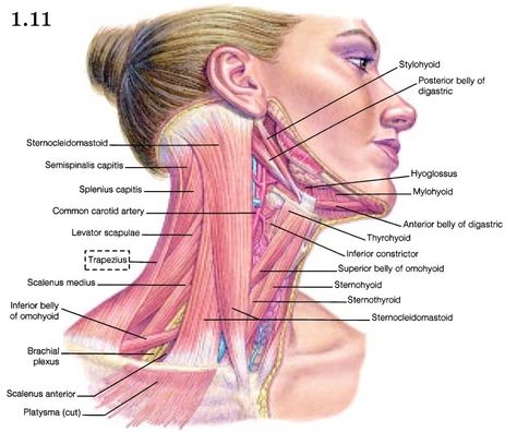 Neck Rejuvenation, Exercise For Back Pain, Anatomy Of The Neck, Neck Muscle Anatomy, Exercise For Back, Punkty Spustowe, Forward Head Posture Exercises, Human Muscle Anatomy, Muscles Of The Neck