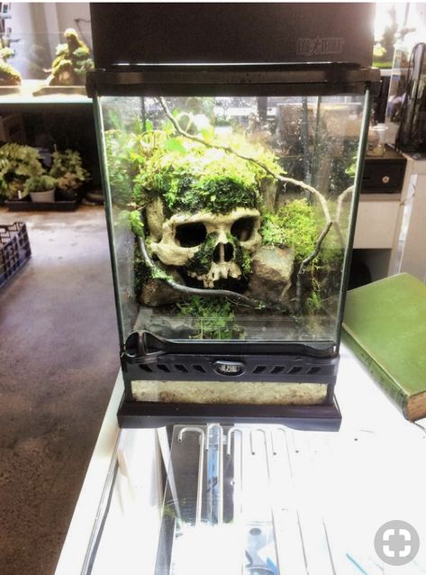 Tarantula Enclosure, Snake Terrarium, Frog Terrarium, Frog Tank, Gecko Terrarium, Snake Tank, Fish Tank Terrarium, Pet Spider, Reptile Room