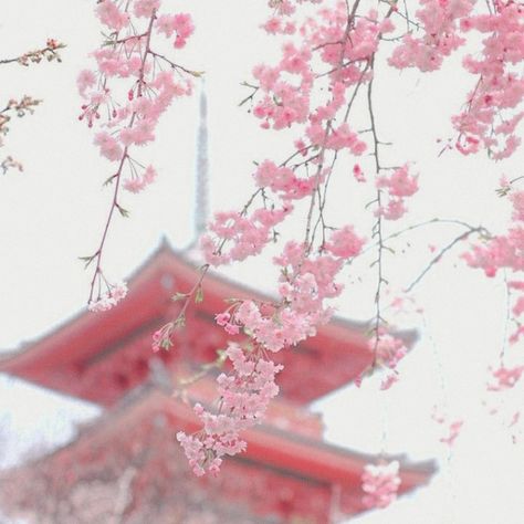 Aesthetic Pink, Japan, Flowers, Pink