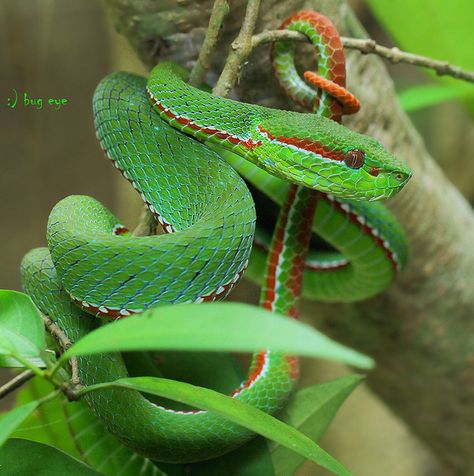 Pope’s Green Pit Viper - Popeia popeiorum The numerous “green pitvipers” in the Asian Trimeresurus complex show striking morphological similarity, as well as considerable geographic variation and sexual dimorphism. This has long confounded taxonomic... Green Pit Viper, Snake Turtle, Scary Snakes, Reptile House, Colorful Snakes, Venomous Snakes, Pit Viper, Snake Venom, Cute Snake