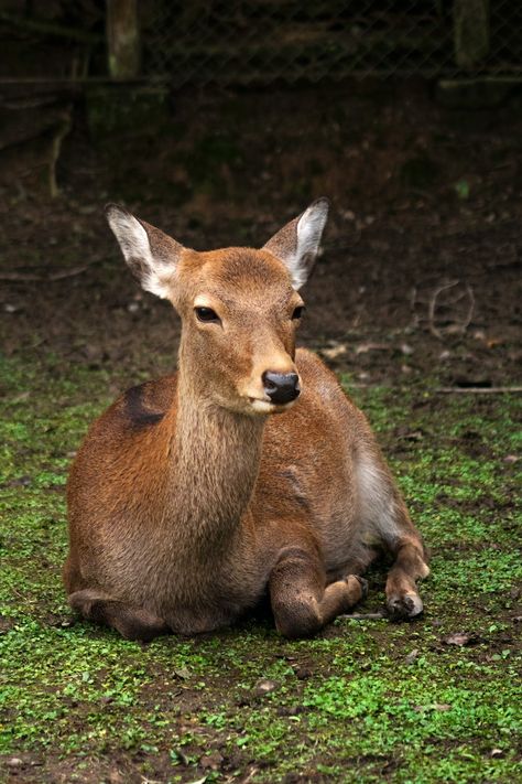 100 Cute Animal Wallpapers For A Daily Dose Of Cuteness Lying On Ground, Deer Sitting, Ground Photo, Deer Pictures, Brown Deer, Animal Groups, Wild Creatures, Types Of Animals, Cute Animals Images