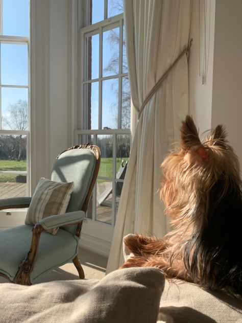 Yorkies Aesthetic, Yorkie Terrier Aesthetic, Aesthetic Yorkie, Yorkshire Aesthetic, Yorkie Aesthetic, York Terrier, Coton De Tulear Dogs, York Dog, Yorkshire Dog